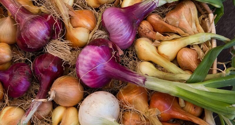 Seasonal Allergies Onion source of vitamin C and quercetin